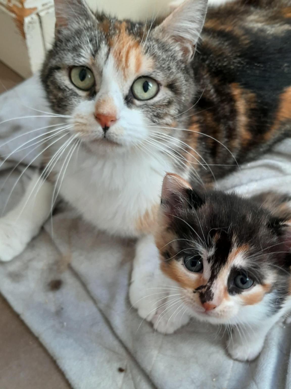 NormandyAnimalAngels