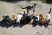 Aiuta un gatto greco