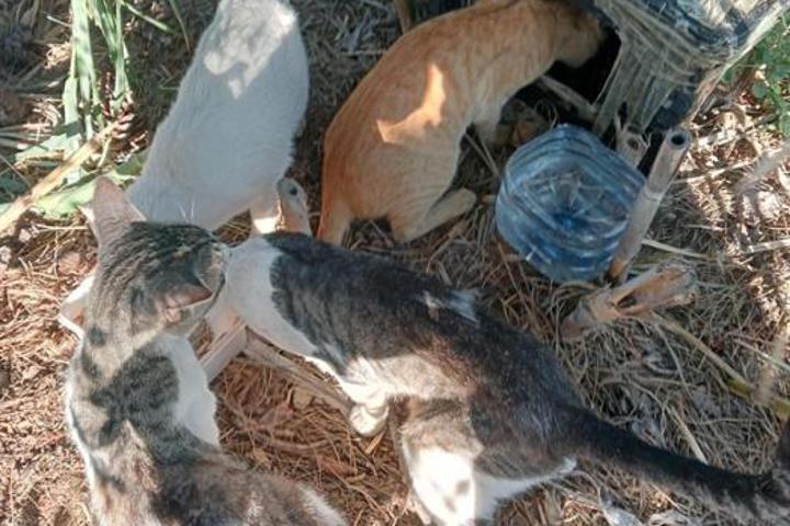 CES Colonias de la Huerta (Murcia)