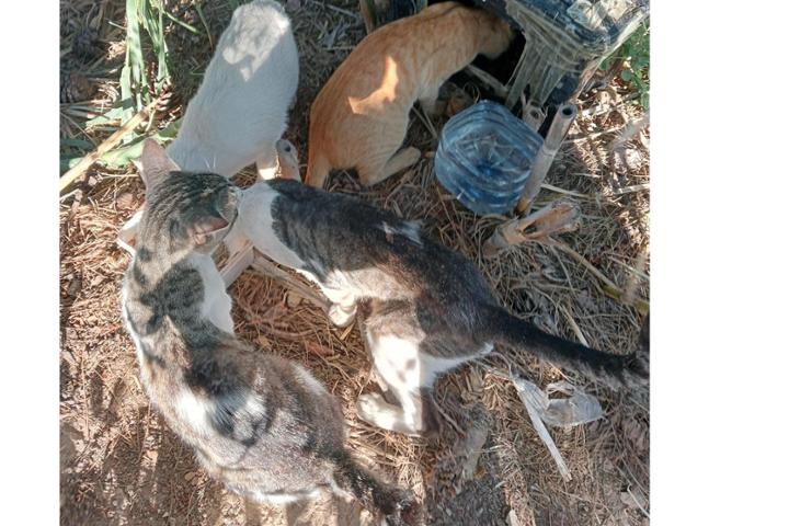 CES Colonias de la Huerta (Murcia)