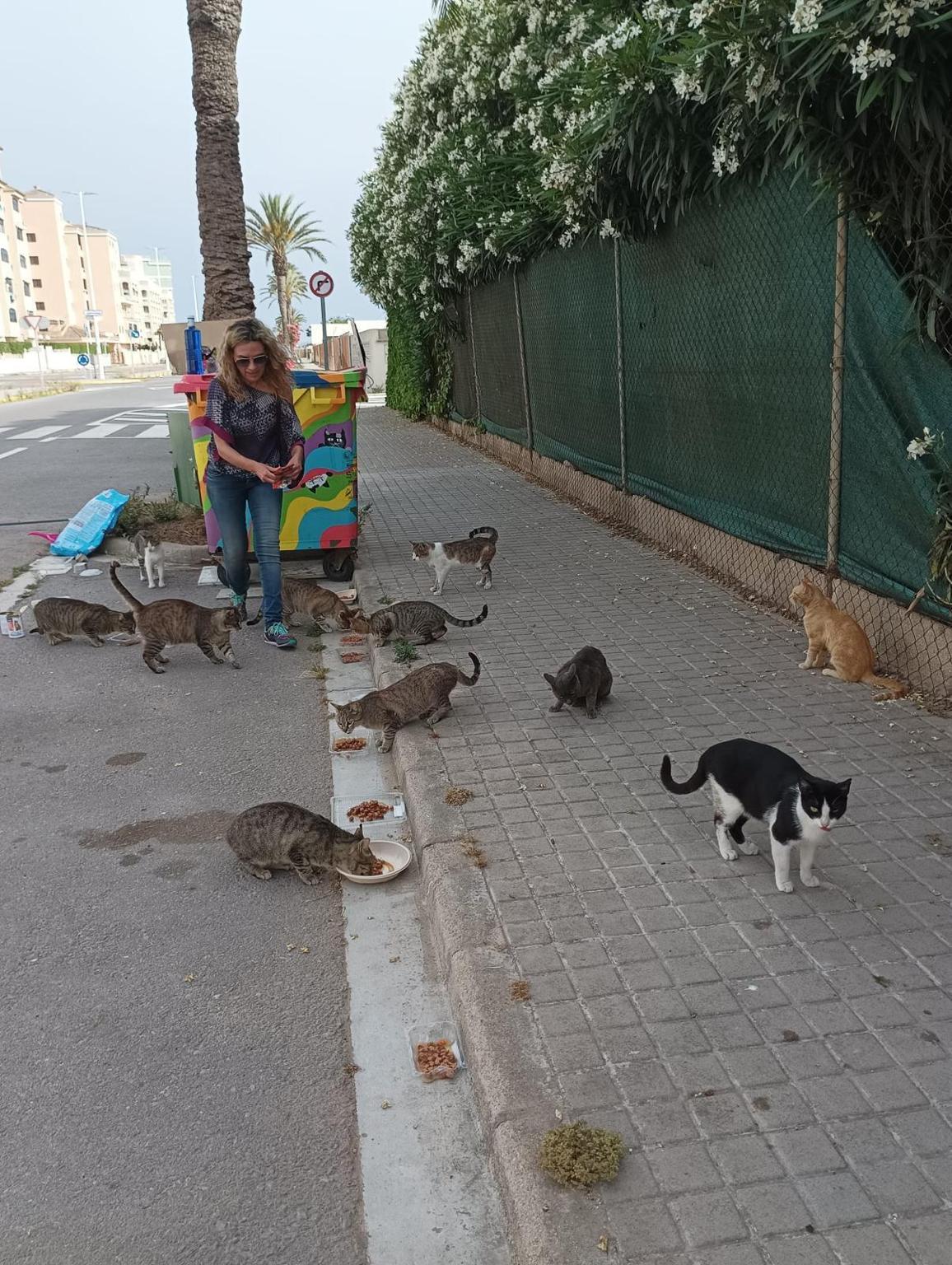 Vicky – Ayuda Colonia Felina El Pouet (Sueca)