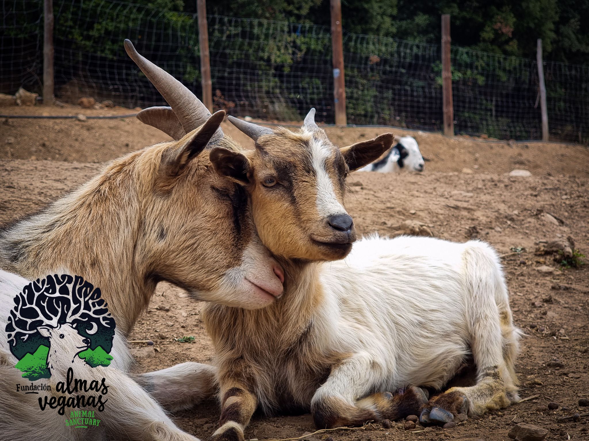 Almas Veganas Santuario Animal