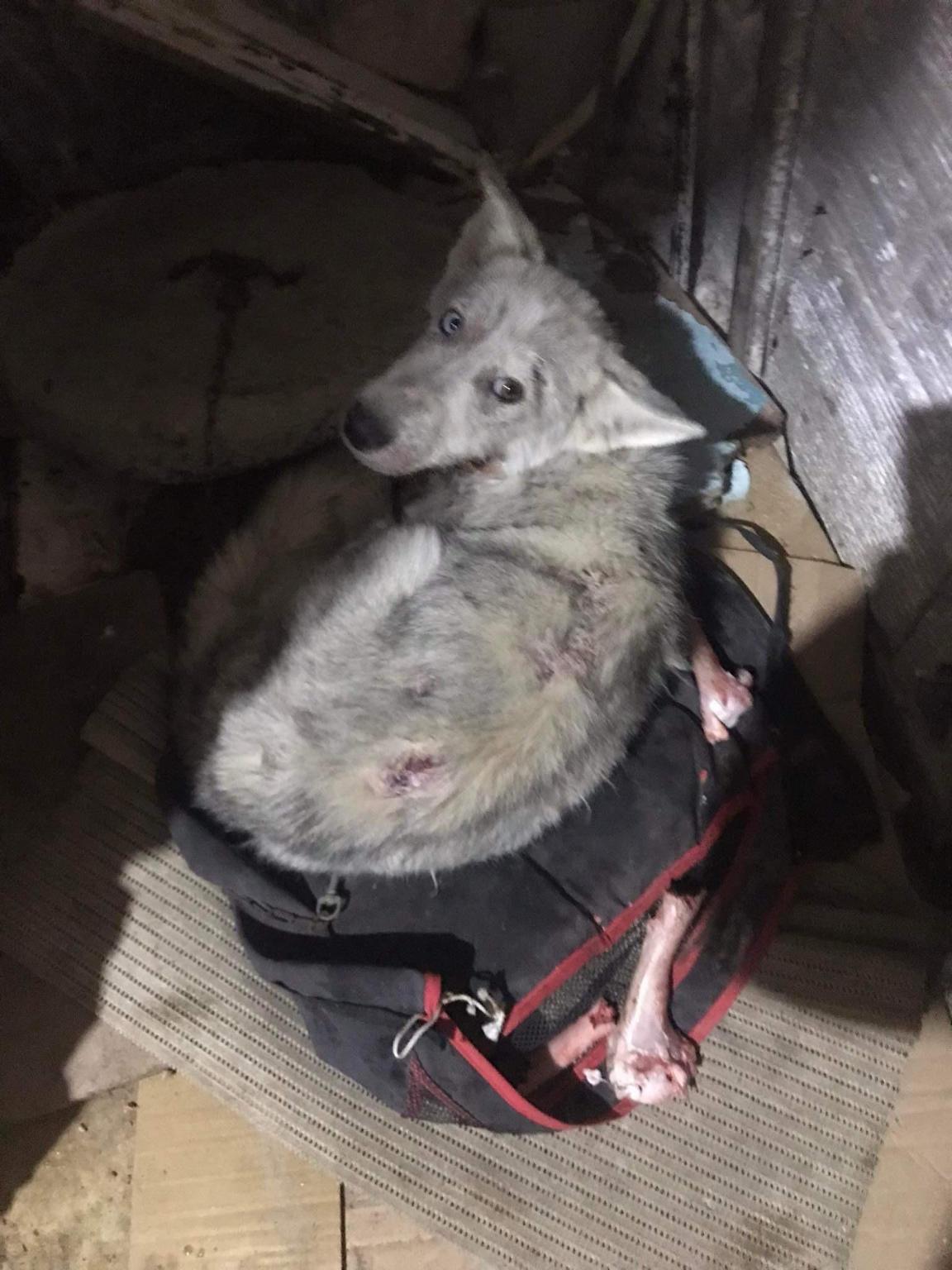 Stop animaux en danger