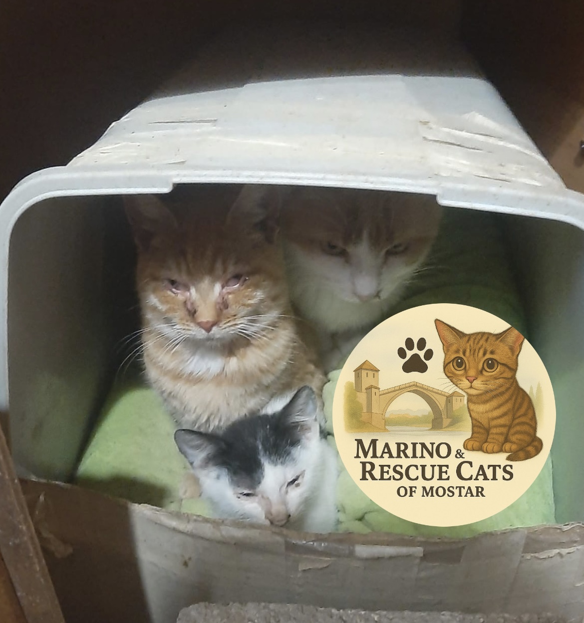 Marino & Rescue Cats of Mostar