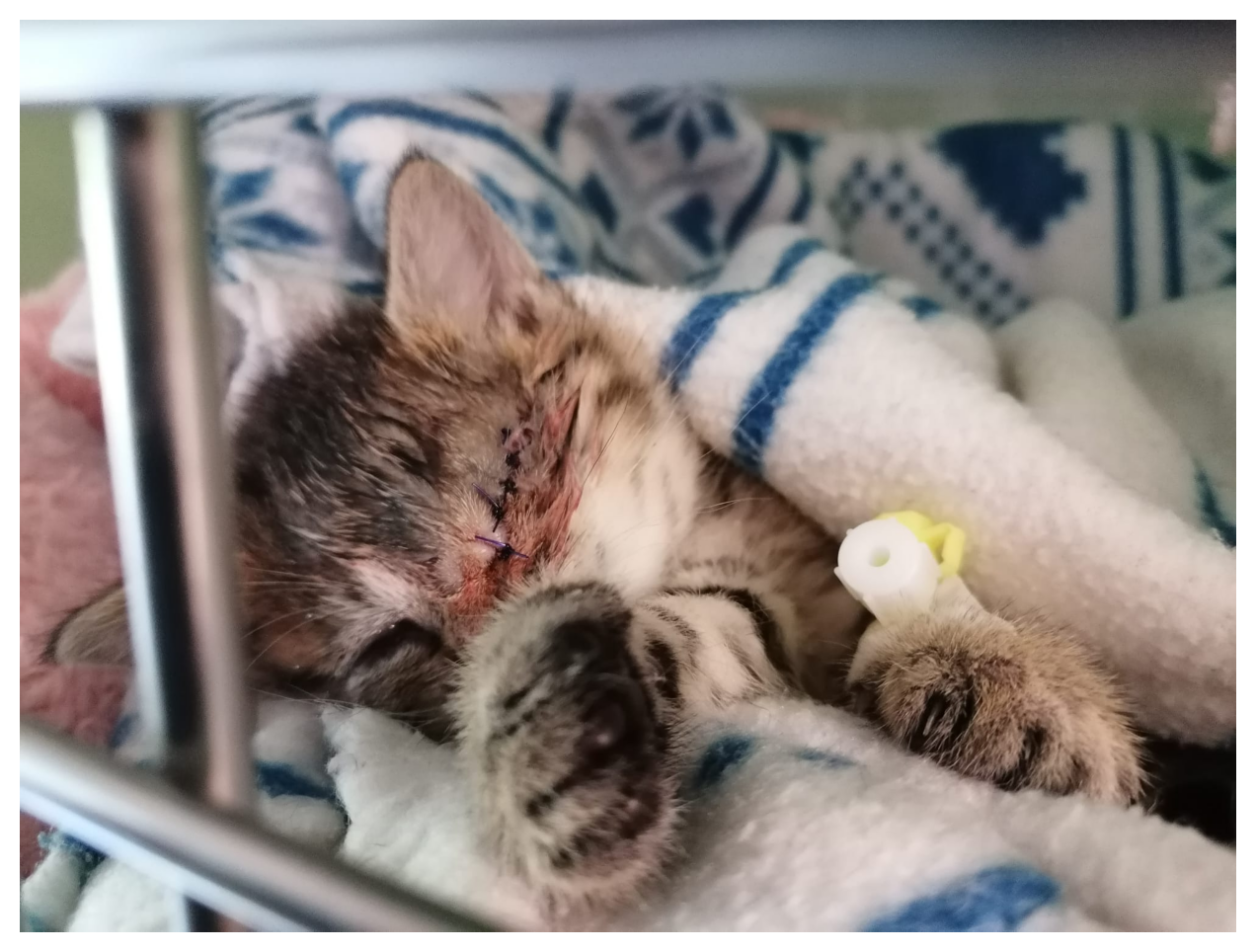 Aktiver Tierschutz Austria - Arche Noah