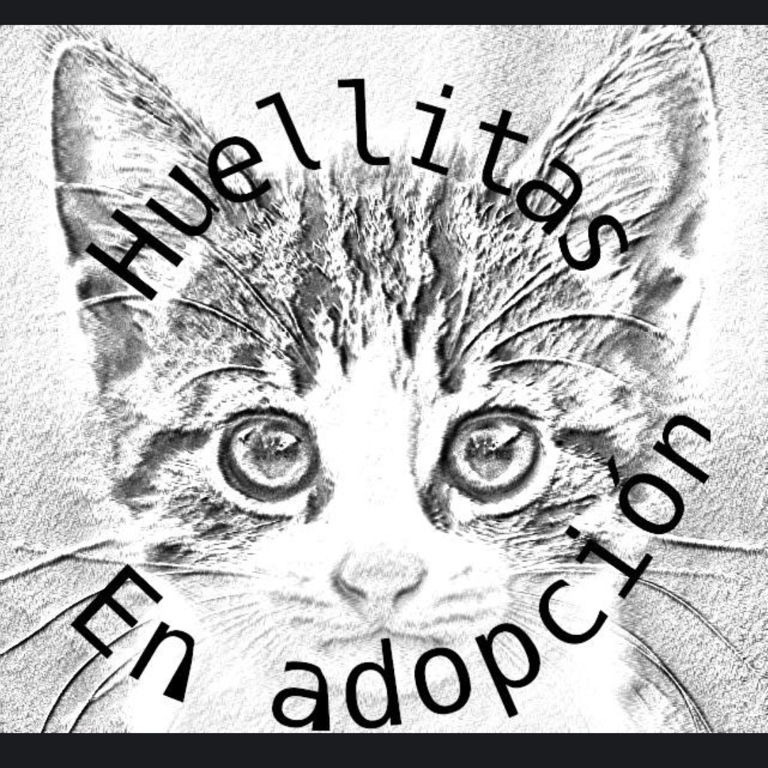 Huellitas en adopción arcos de la frontera