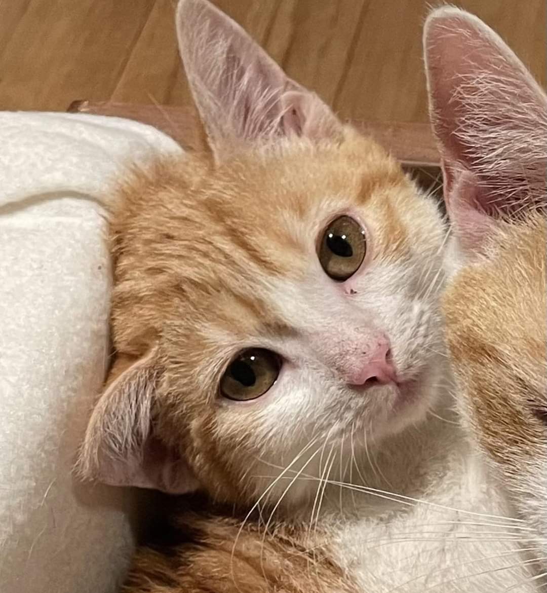 Zwerfkattenproject Vorselaar