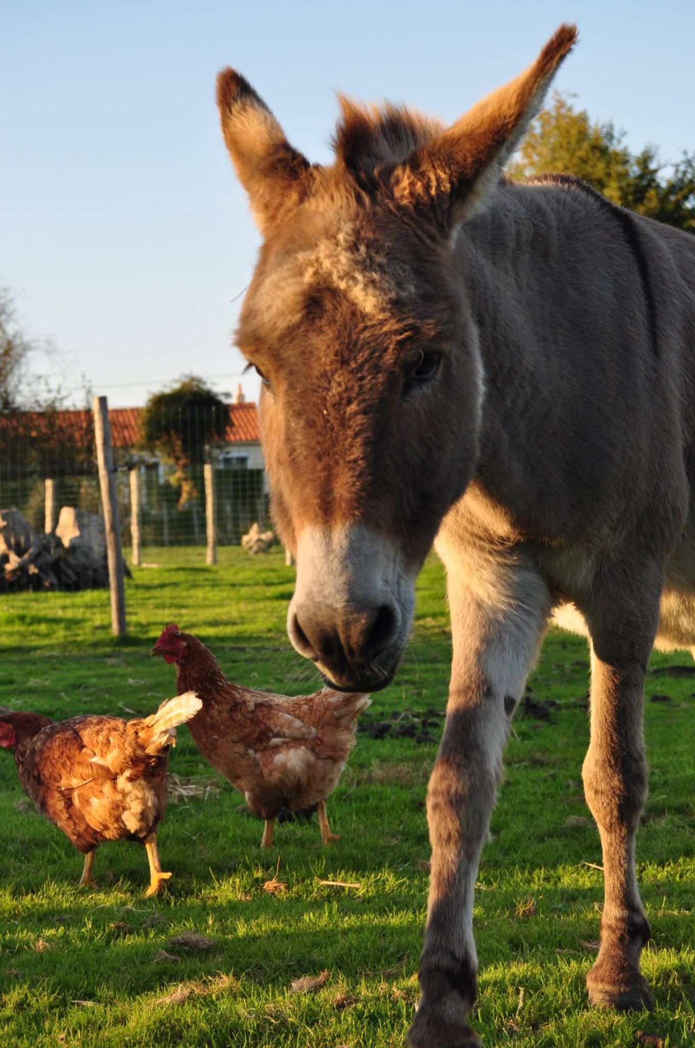 La ferme du bonheur 85