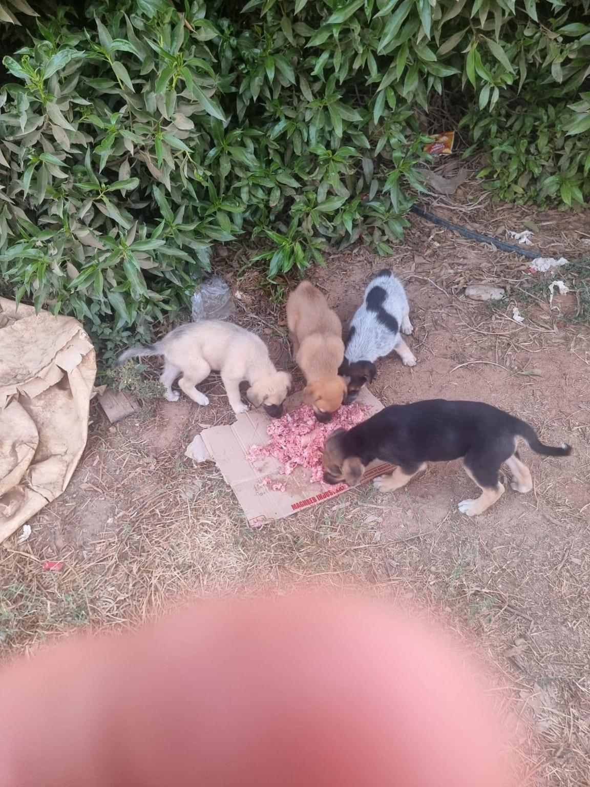 Chiens et chats du Sud Marocain