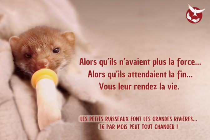 L'Hirondelle, Centre de Soins pour Animaux Sauvages