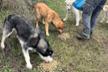 HAPPY TAILS ANIMAL RESCUE