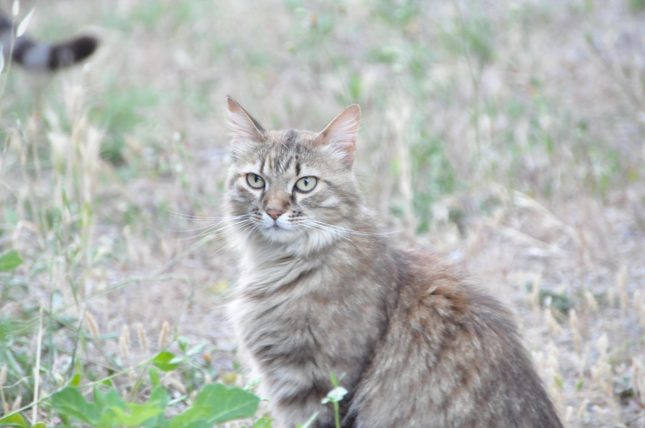 Les CathyChats