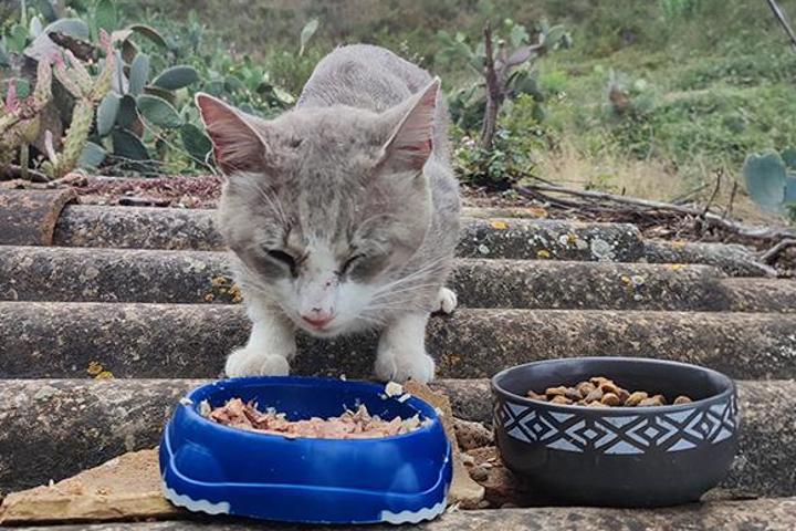 Mallorcats • Katzenhilfe
