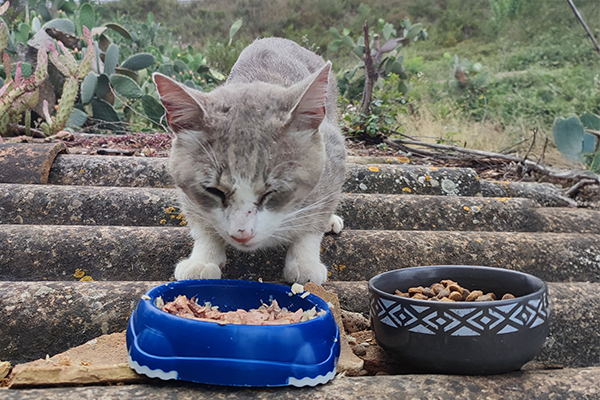 Mallorcats • Katzenhilfe