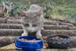Mallorcats • Katzenhilfe