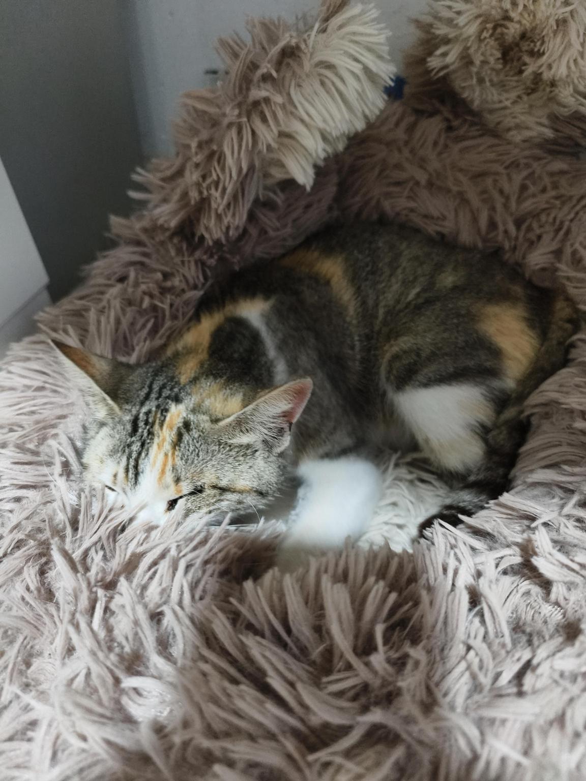 SOS MICHI RESCUE VNG