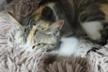 SOS MICHI RESCUE VNG