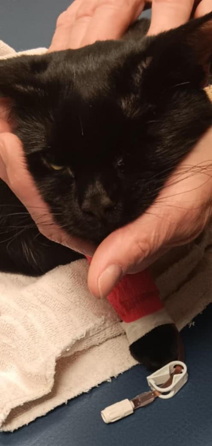 Association Les Gros Minets de Chevigny Saint Sauveur