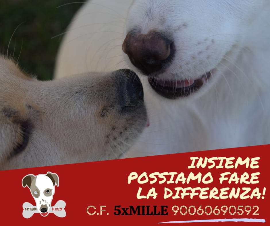 Bastardi di Razza