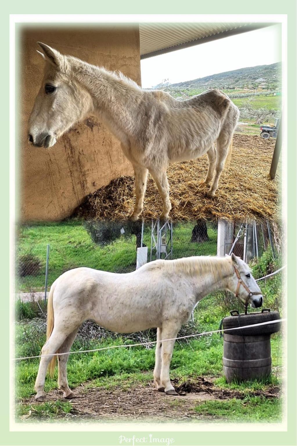 Tierschutzorganisation 