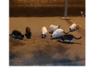 the forgotten cats from gran Canaria(los gatos olvidados de (gran canaria)
