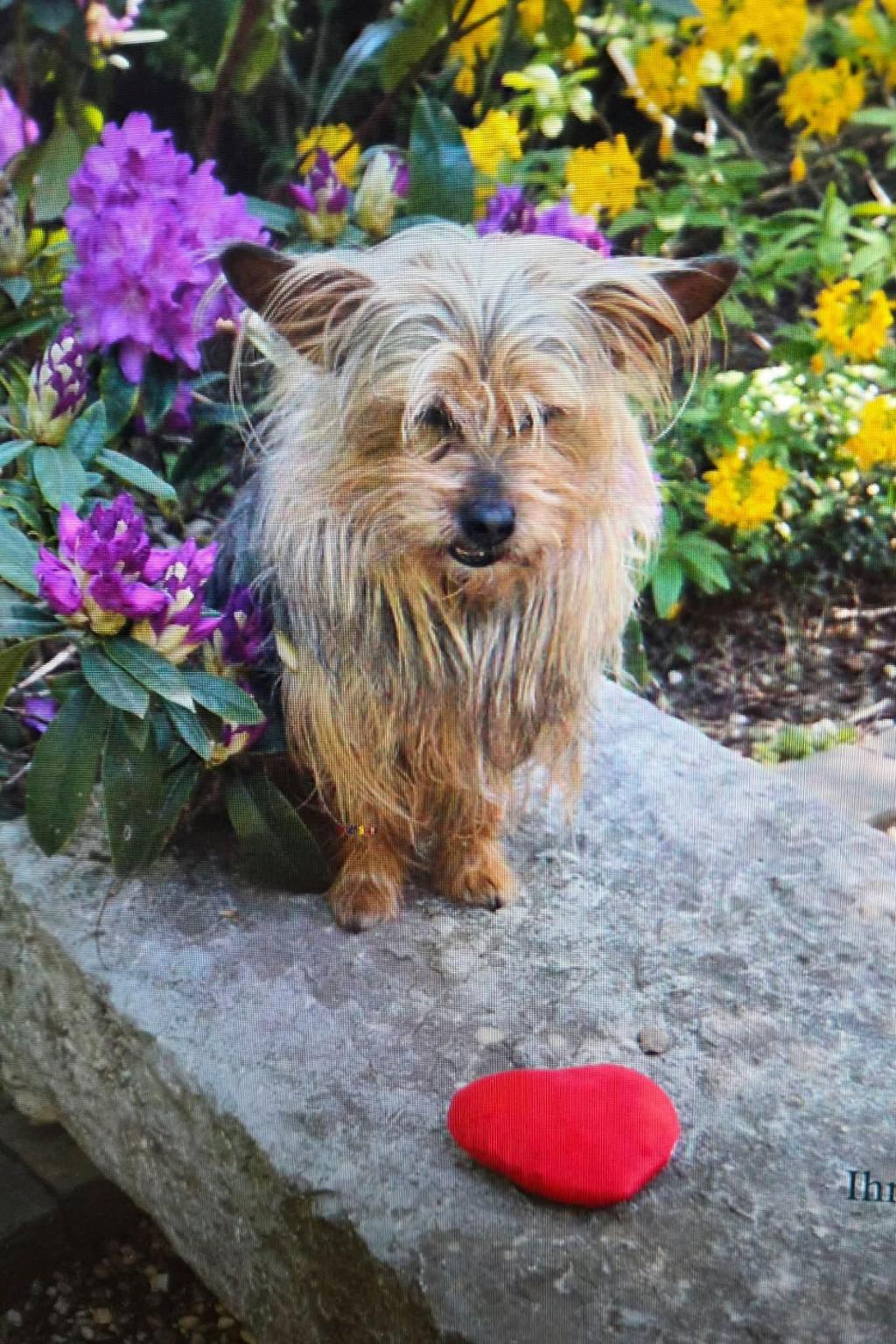 Gnadenhof für Tiere in Not