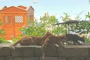 Kastrationsaktionen Side