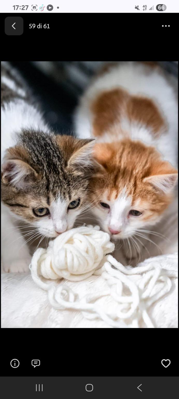 Gatti del Gattile di Riva