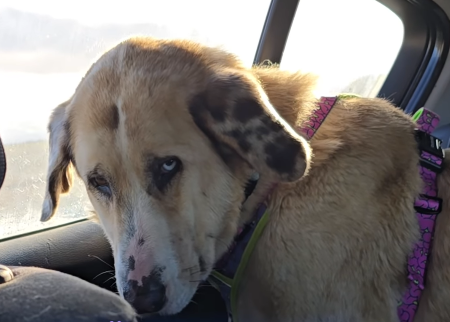 Házte CANalla – 1€ al mes para cambiar vidas con IAA