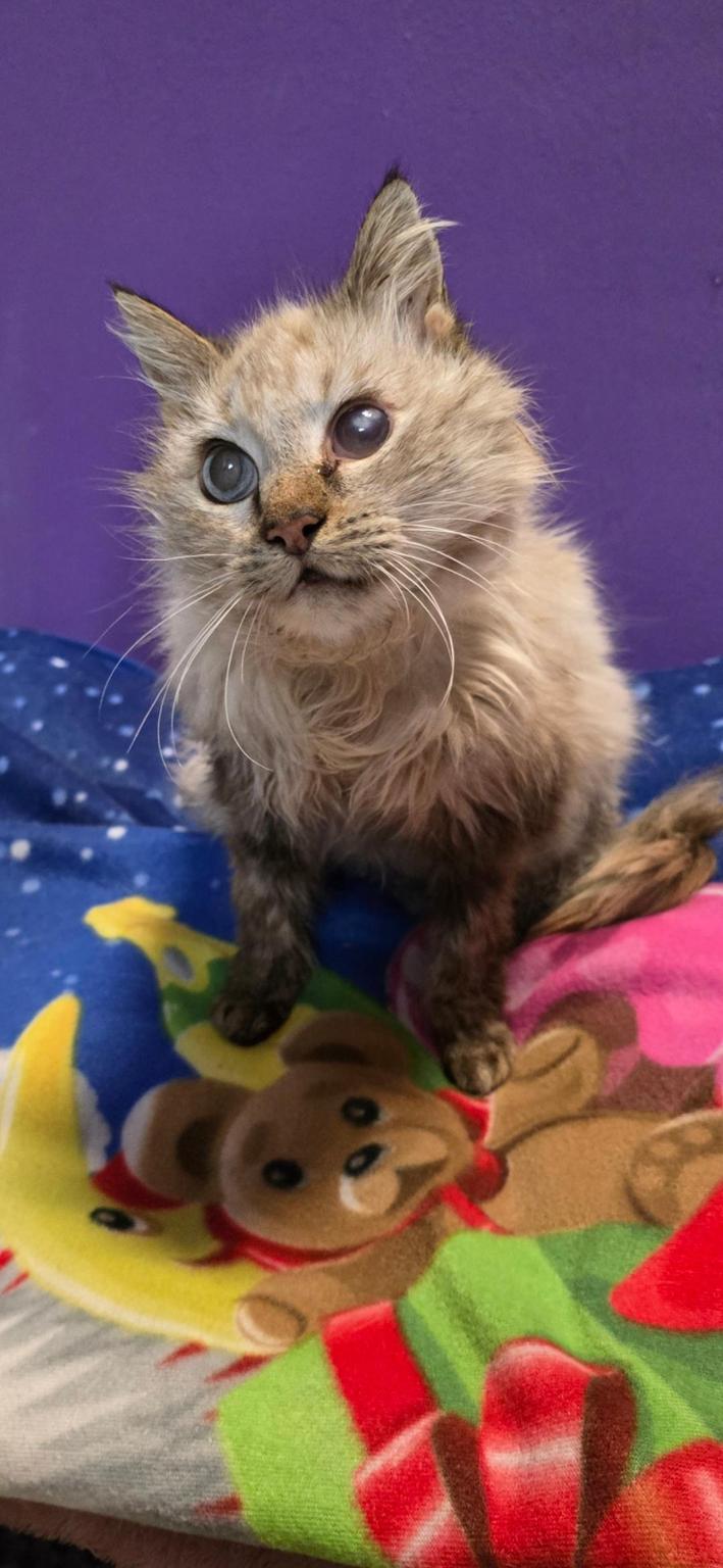 Micilandia&co Onlus. A paw on your heart ❤️ teaming group”