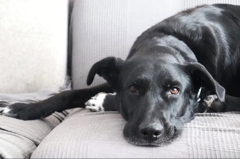 ASOCIACIÓN GOLFO RESCATE ANIMAL. 