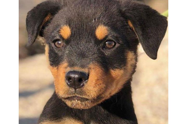 Rottweiler Rescue ,ROTTY LOVERS