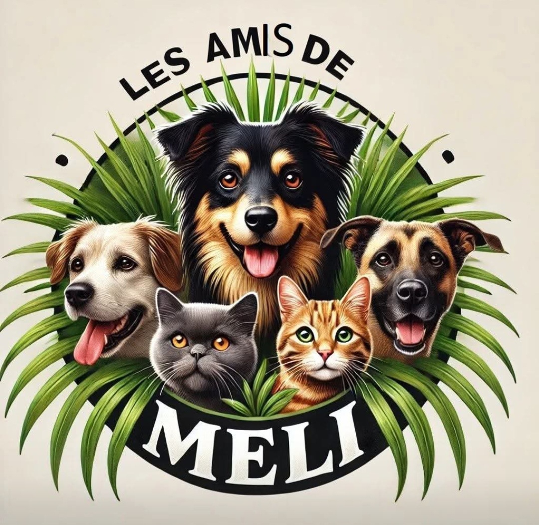 Venir en aide à l'association les Amis de Meli, sauvetage chiens et chats