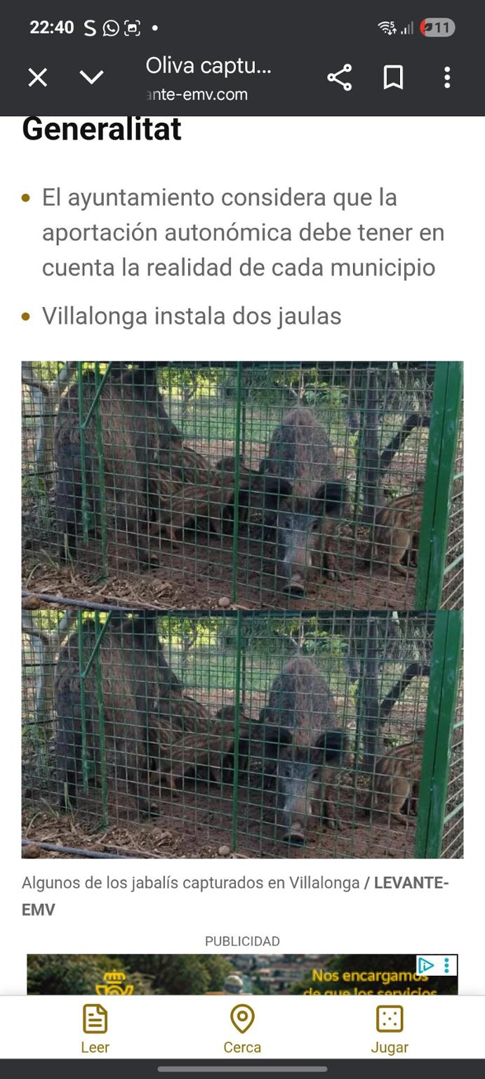 SOS Cerditos abandonados