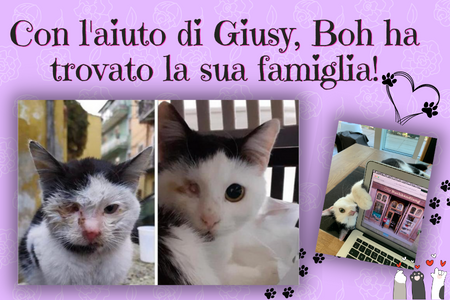 Help us find a new home for Palermo's abandoned kittens. ❤︎