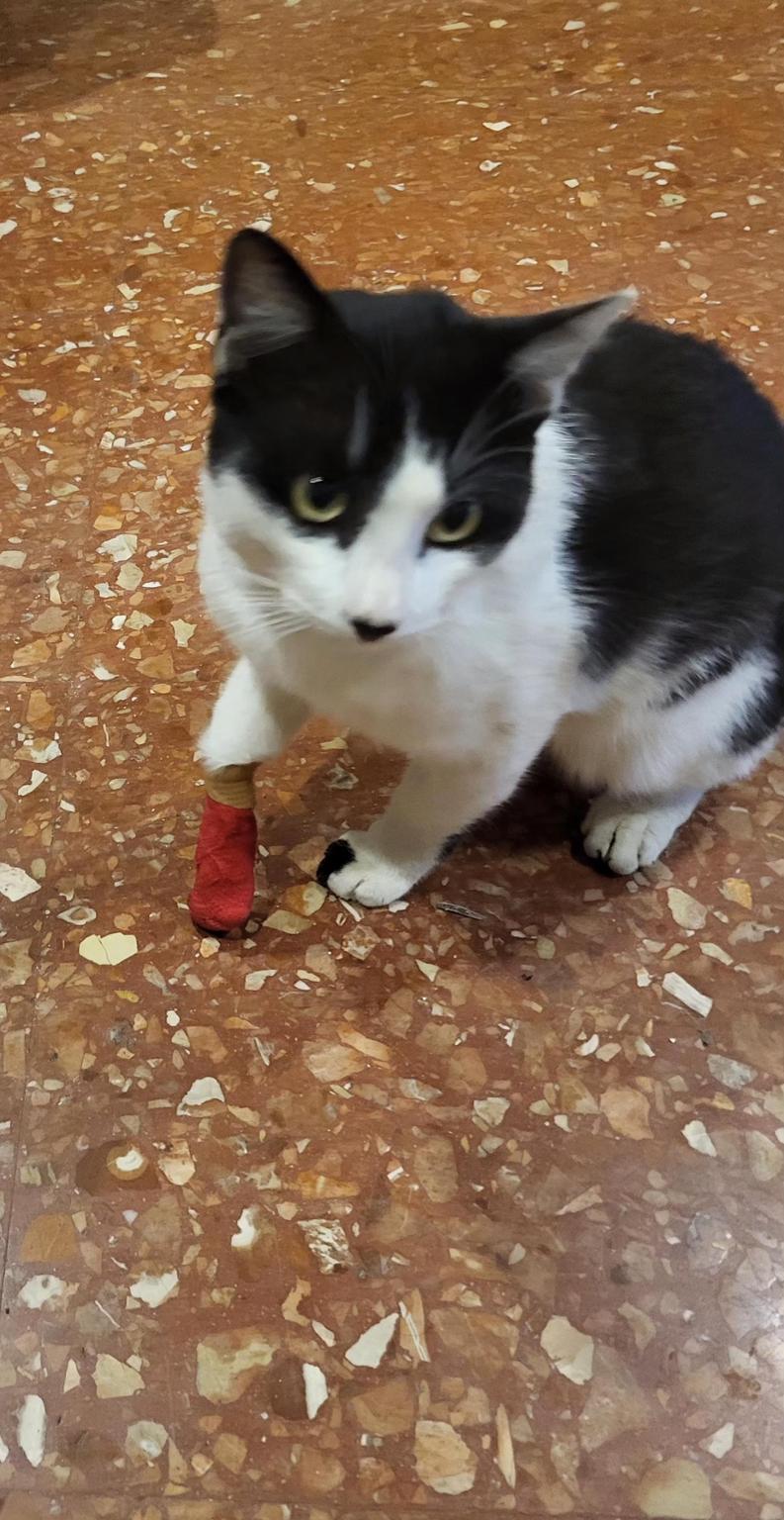 Maria. Ayuda colonia felina el Mareny Blau.