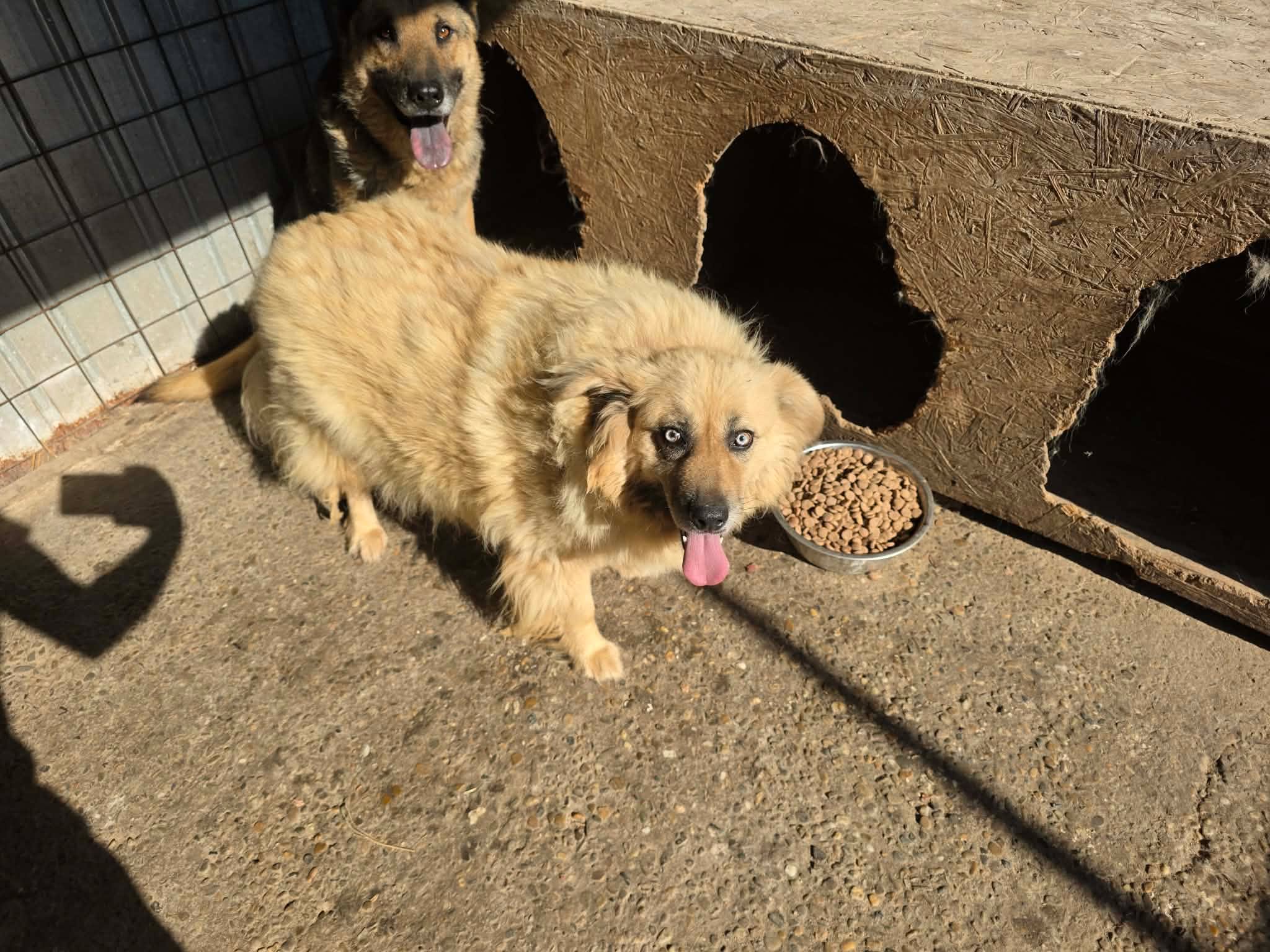 Hilfe für Tiere in Galati (Rumänien) durch Stibis Hundeparadies