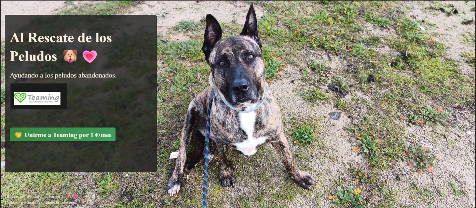 AL RESCATE DE LOS PELUDOS