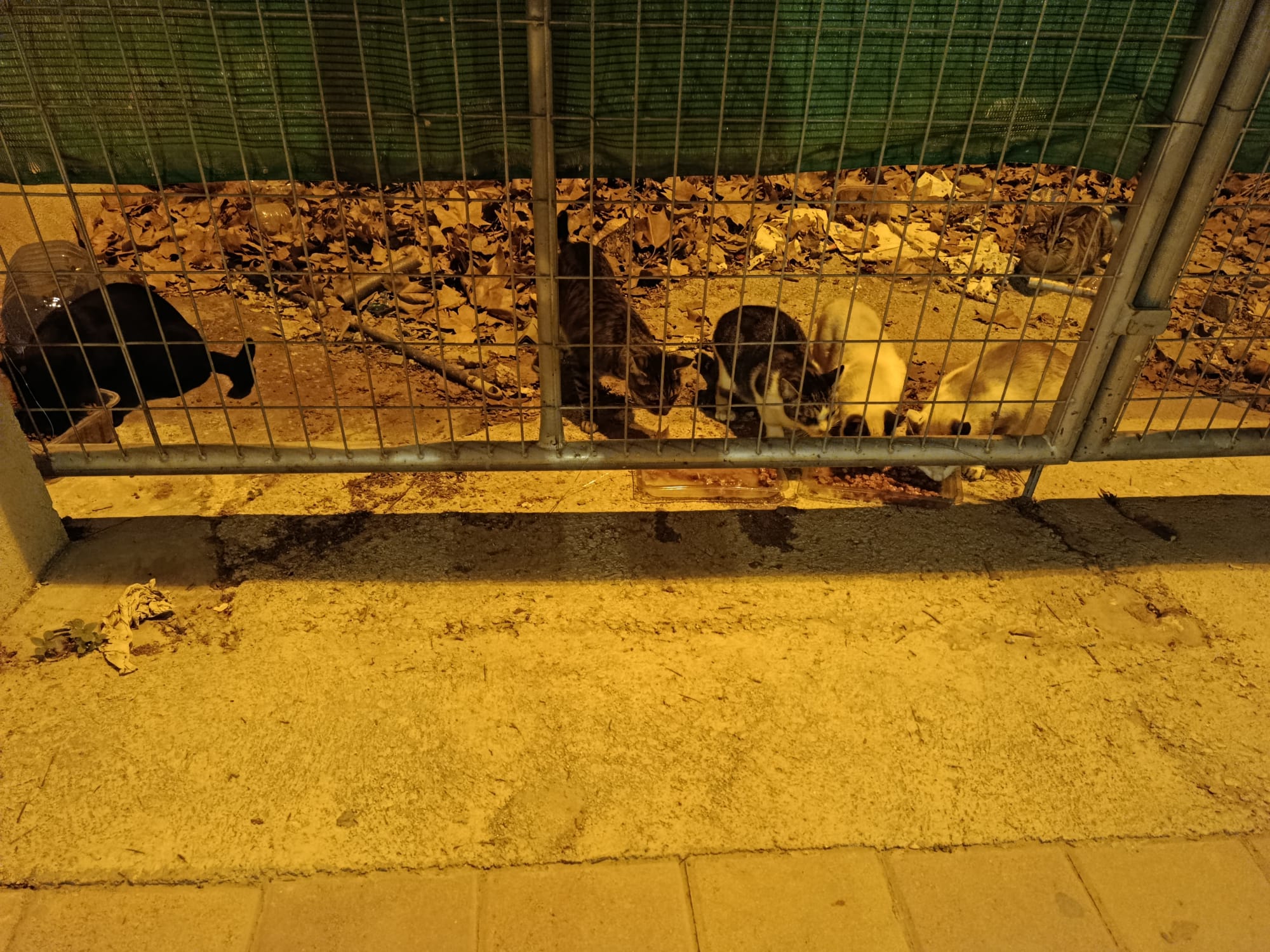 EL REFUGIO DE MICHIS -LOVELY CATS PET.
