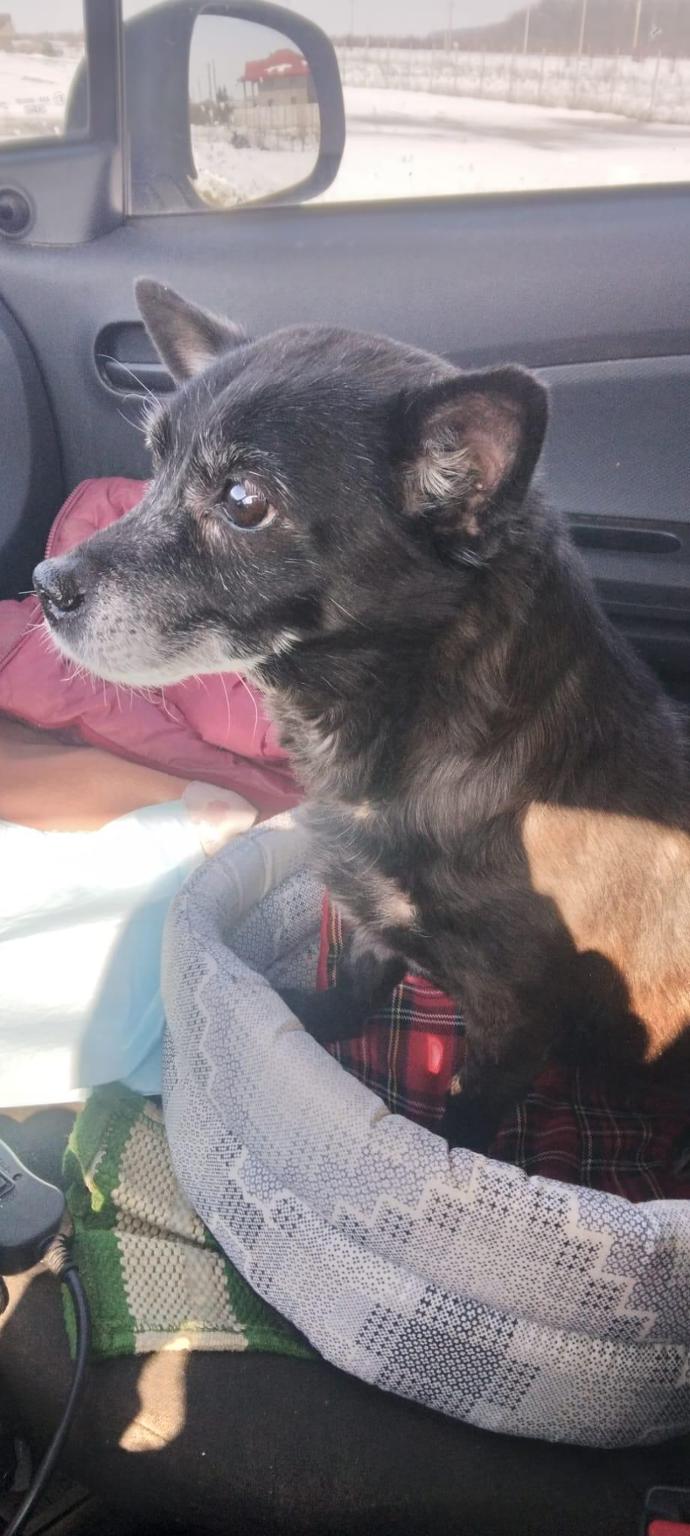 Tierasyl Tantava (Carmen Dodi)