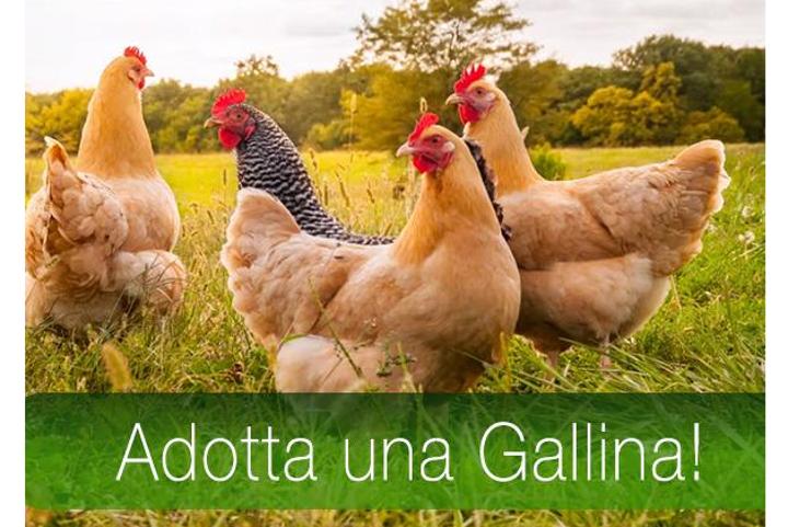 Adotta una gallina della Fattoria di Casabianca!