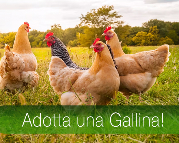 Adotta una gallina della Fattoria di Casabianca!