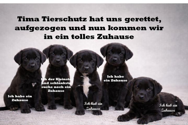 Tima Tierschutz in Ungarn