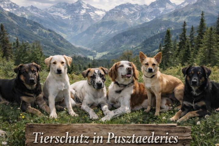 Tima Tierschutz in Ungarn