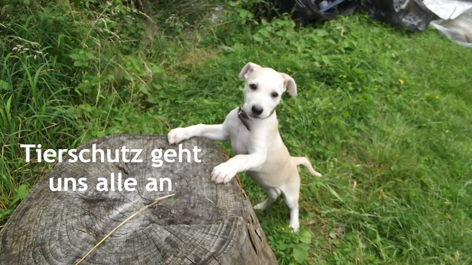 Tima Tierschutz in Ungarn