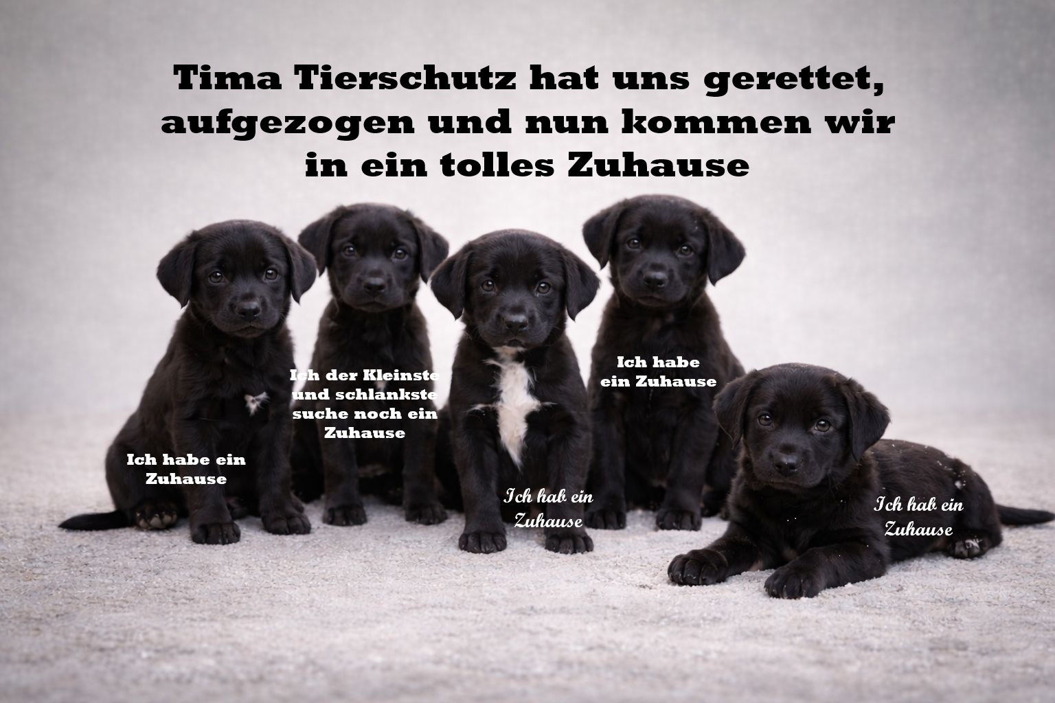 Tima Tierschutz in Ungarn