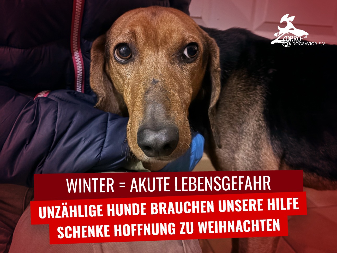 Zorro Dogsavior e.V.