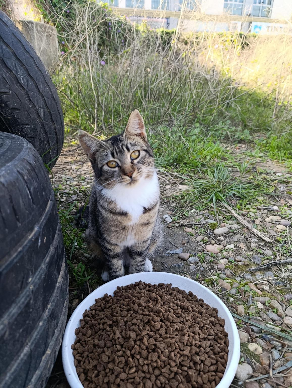 AMORES FELINOS GINES