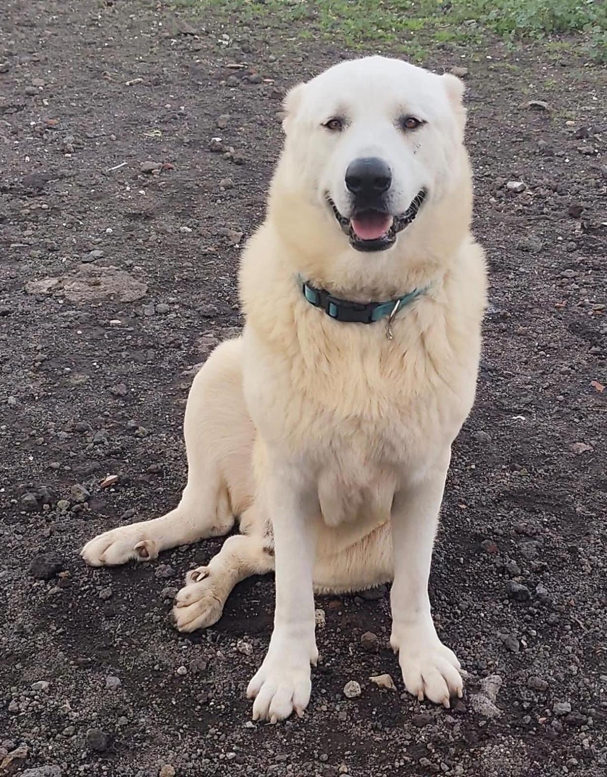 MIFIDO - ASSOCIAZIONE ANIMALISTA