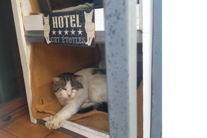 El Orfagato (ayuda a colonias felinas de Piedralaves)